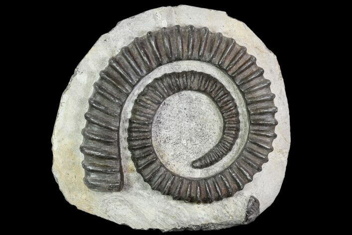 Devonian Ammonite (Anetoceras) - Morocco #110675